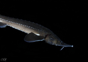 Sturgeon in the night dive by Veronika Matějková 